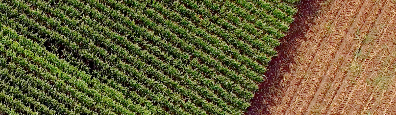 Aerial view of corn field