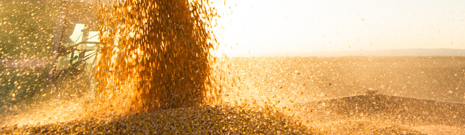 Corn harvest