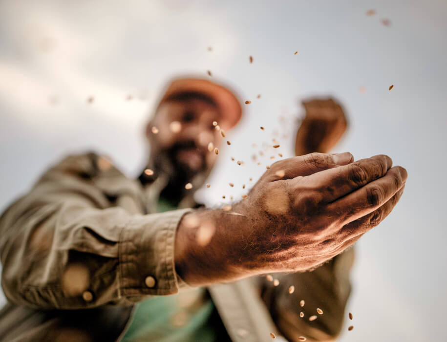 Farmer handeling corn