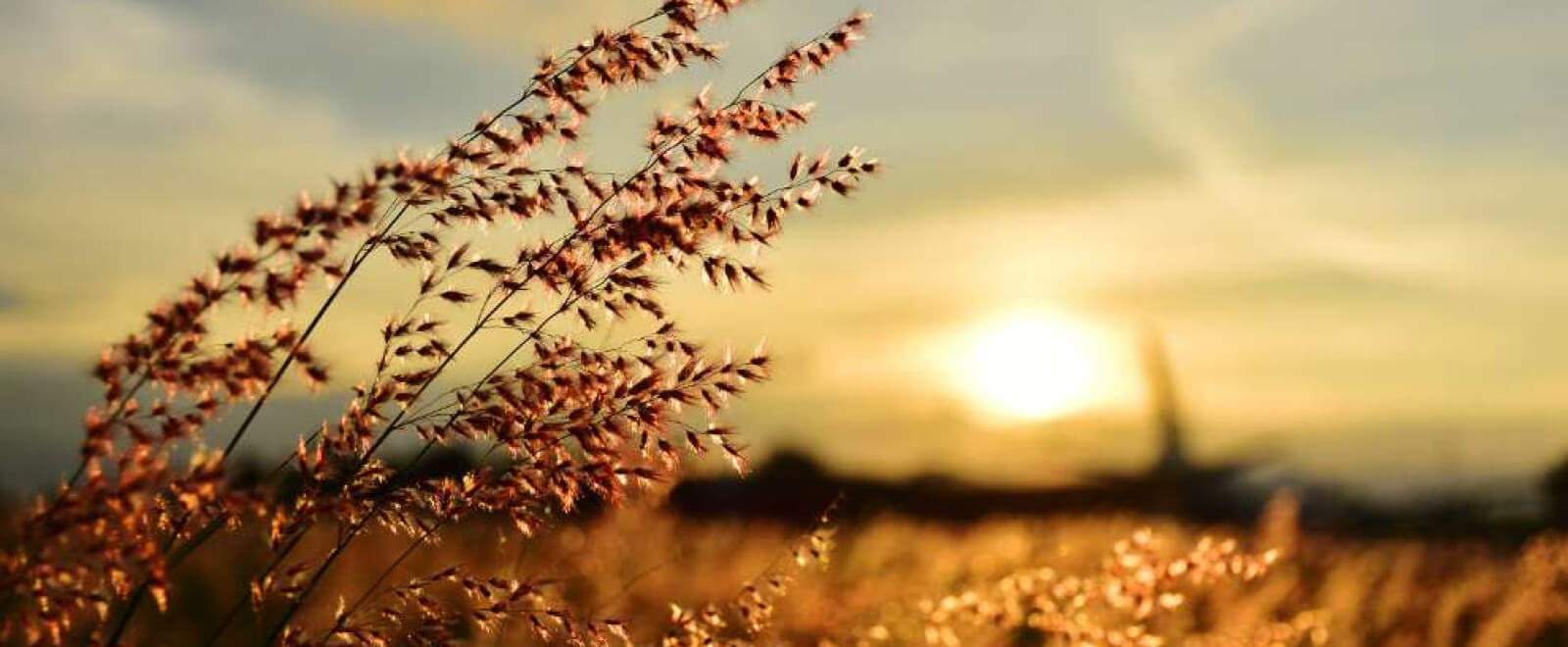 Field in sunset