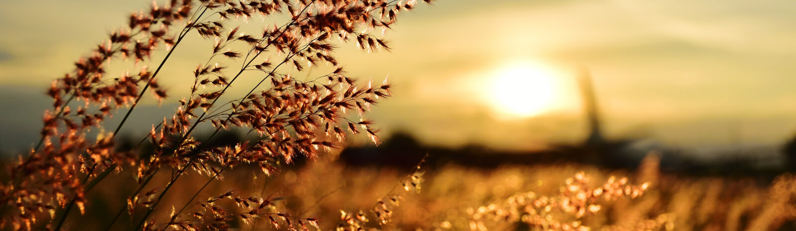 Field in a sunset